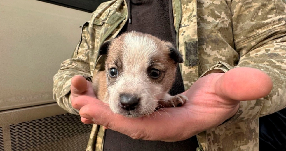 Військовослужбовець з Волині врятував цуценя на Харківщині. ФОТО