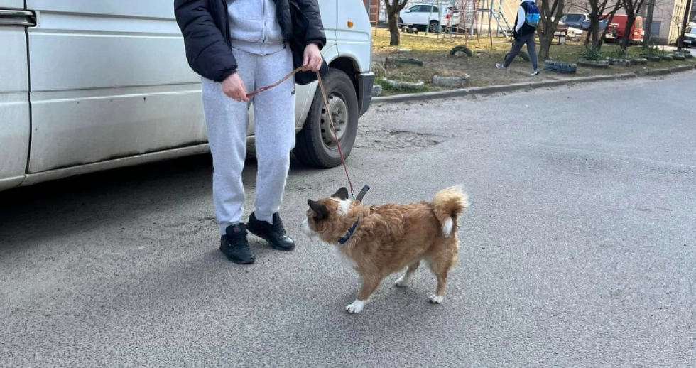 «Це щось неймовірне»: луцький Хатіко потрапив у нову сім'ю. ФОТО, ВІДЕО