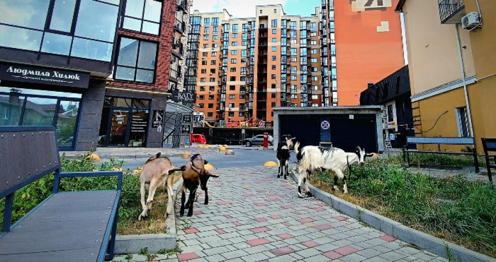 Центром Луцька розгулювали кози. Фото Ольги Шевчук