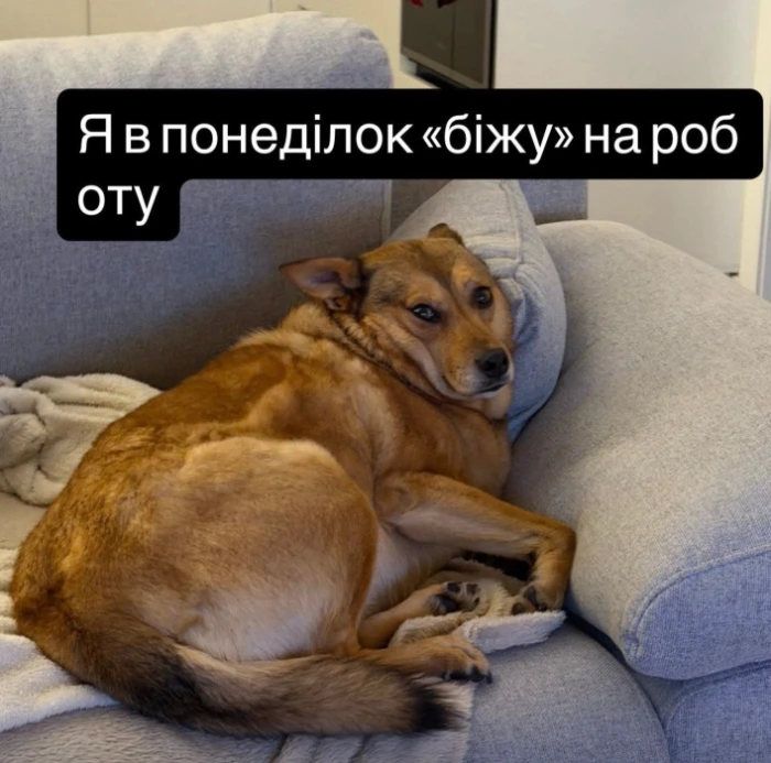 Меми, які допоможуть пережити початок тижня. Фото з соцмереж