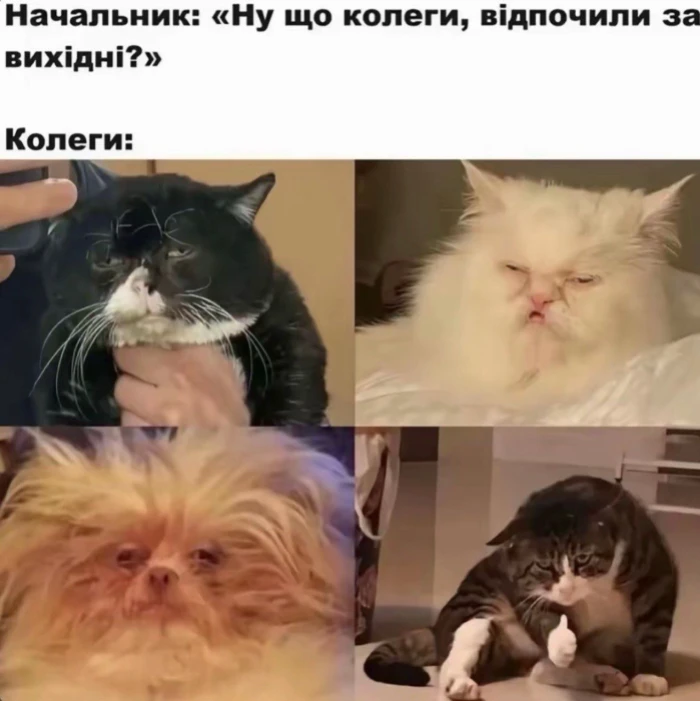 Меми, які допоможуть пережити початок тижня. Фото з соцмереж