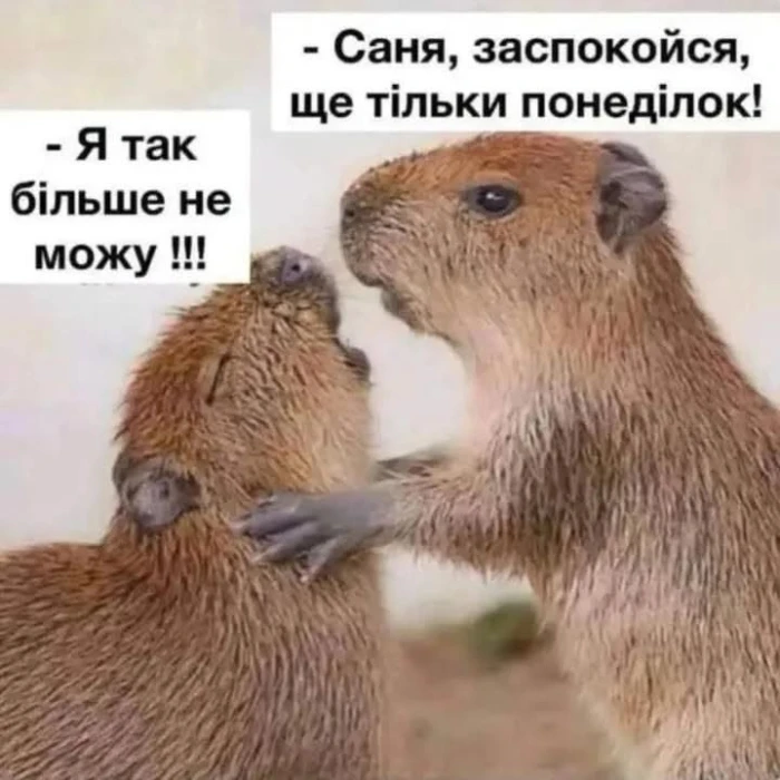 Меми, які допоможуть пережити початок тижня. Фото з соцмереж