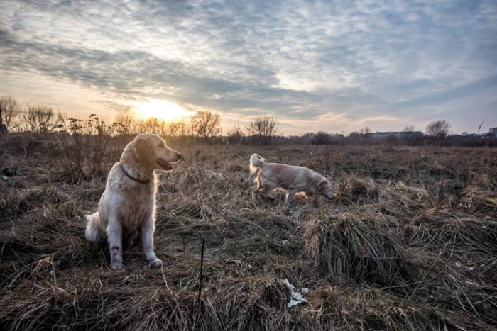 Костянтин Кіц