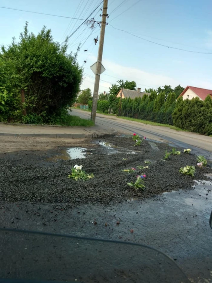 У Луцьку посадили квіти в... асфальті