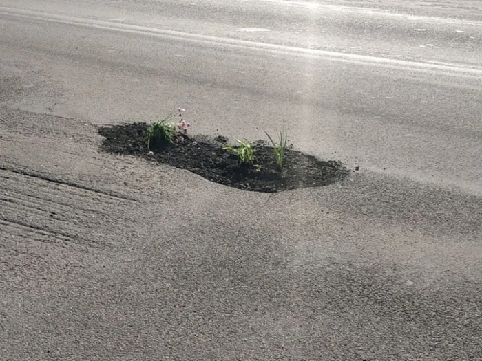 У Луцьку посадили квіти в... асфальті