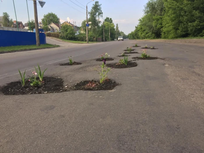 У Луцьку посадили квіти в... асфальті