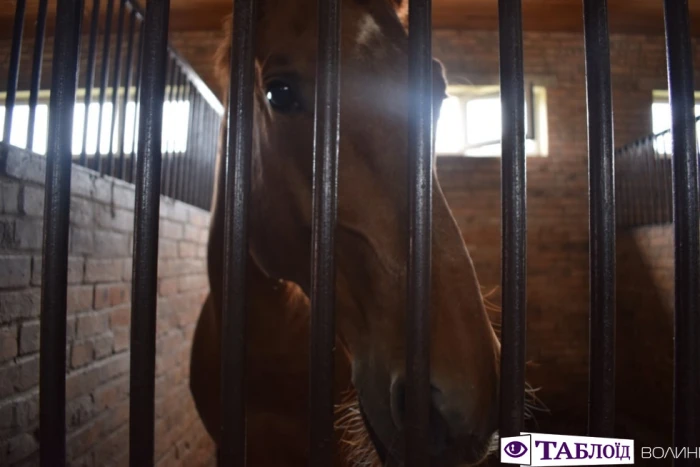 Юні волиняни уCloverLand Horse Club