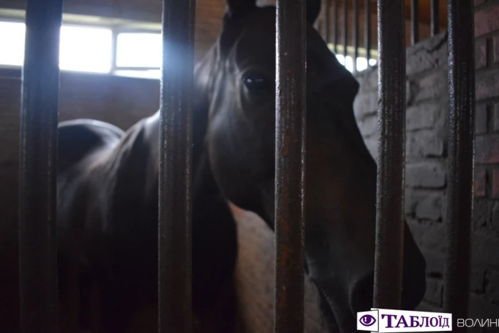 Юні волиняни уCloverLand Horse Club