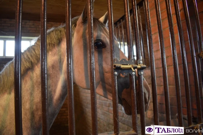 Юні волиняни уCloverLand Horse Club