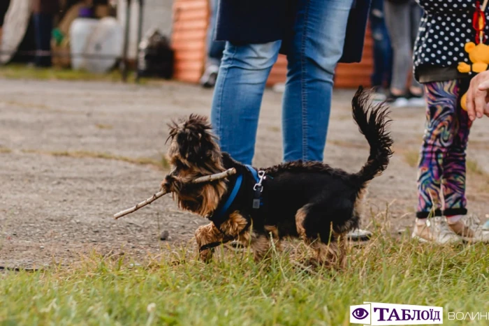 «Kvartal FEST» у Луцьку