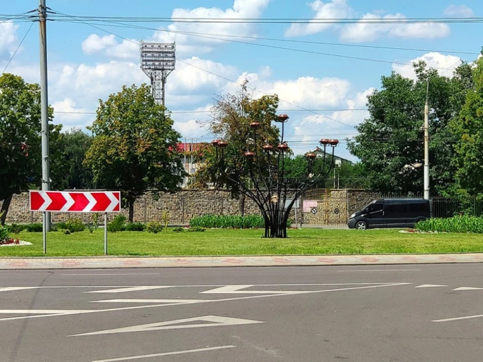 В центрі Луцька з’явилося незвичне дерево