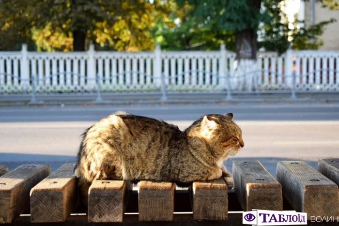 Луцьк ранковий: Привокзальний район