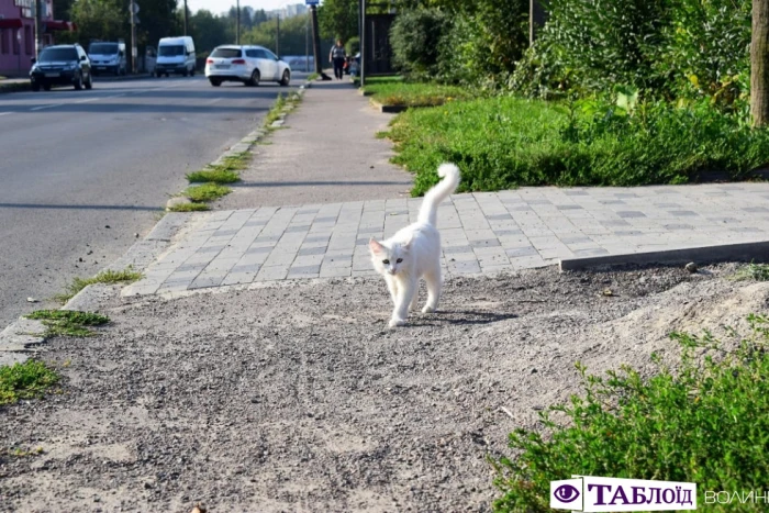 Луцьк ранковий: провінційний шарм і квіти Вишкова