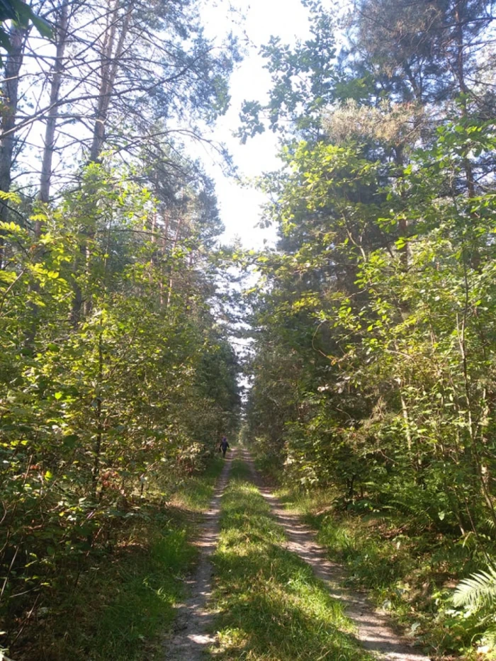 Гриби в турійських лісах