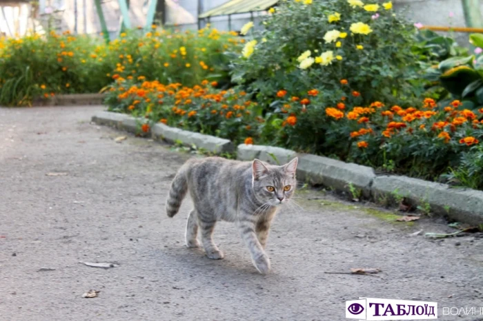 Луцьк ранковий: кав’ярні та мурали Центру