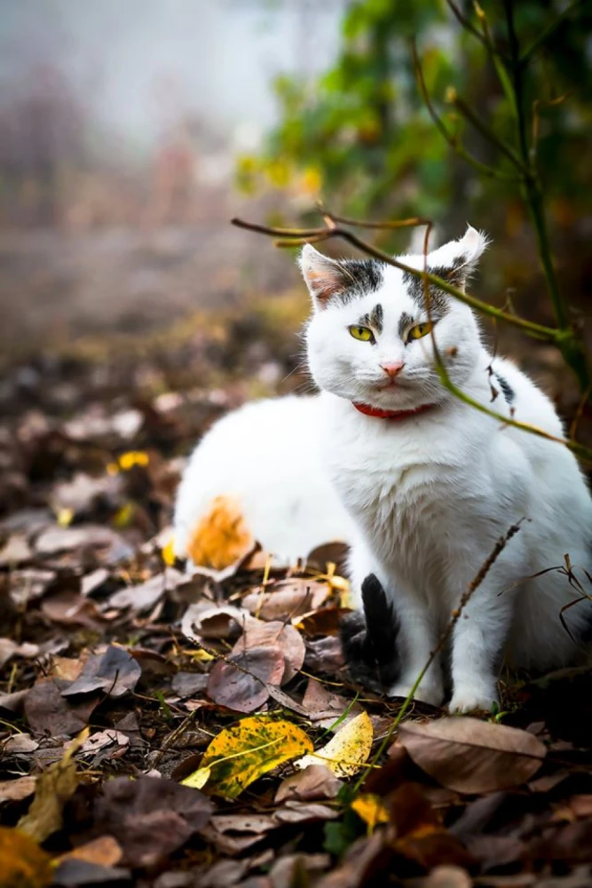 Коти та гарбузи: казкова осінь на світлинах волинянки