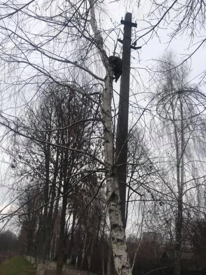 Кіт на дереві
