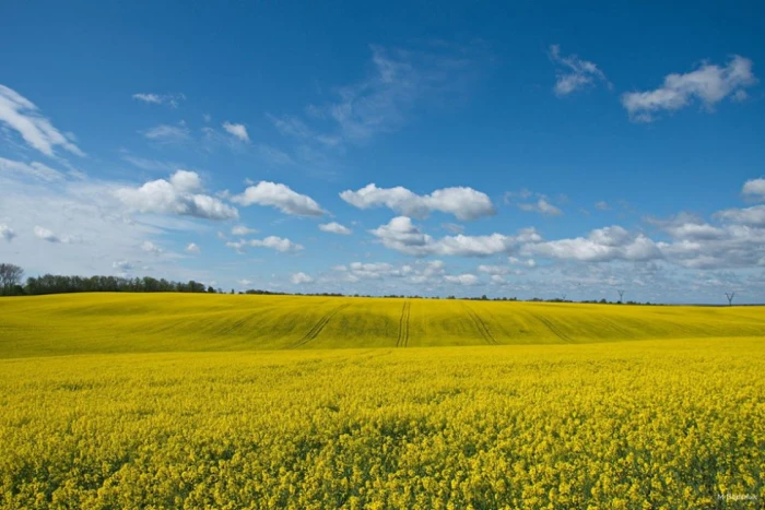 Декорації для фотосесій: як на Волині цвітуть жовті поля