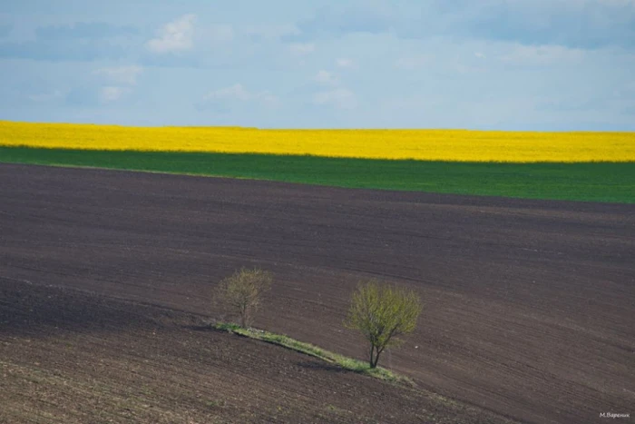 Декорації для фотосесій: як на Волині цвітуть жовті поля