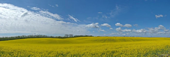 Декорації для фотосесій: як на Волині цвітуть жовті поля