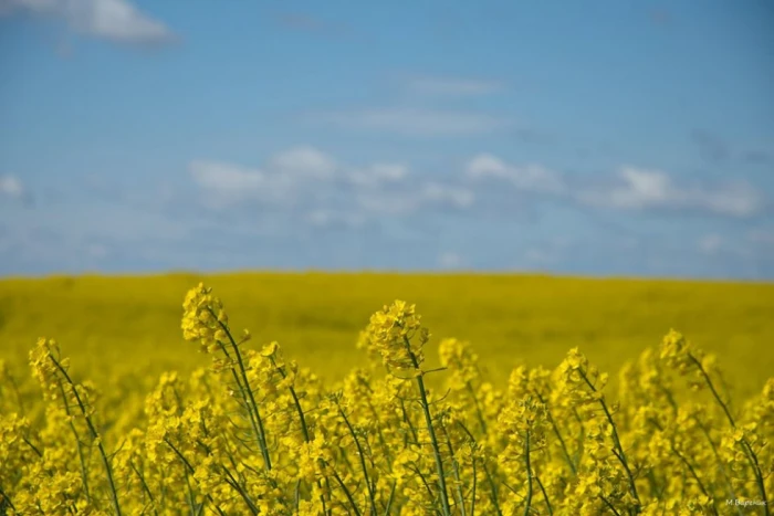 Декорації для фотосесій: як на Волині цвітуть жовті поля