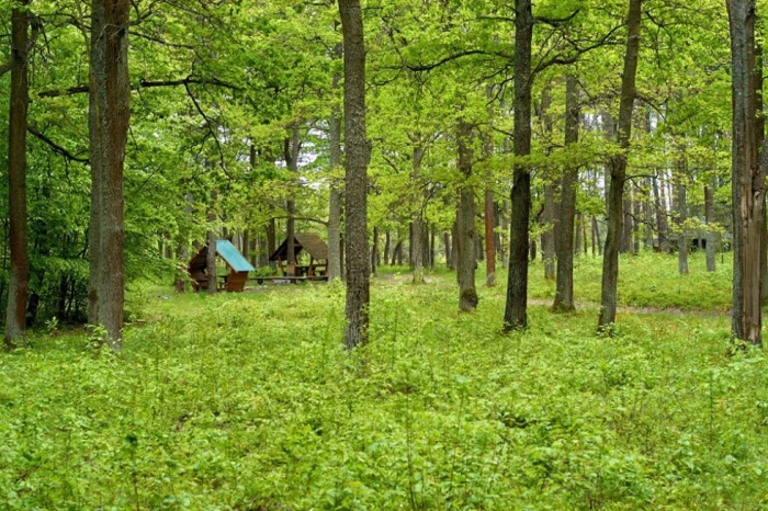 Весна у волинському лісі. ФОТО