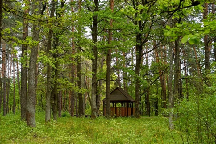 Весна у волинському лісі. ФОТО