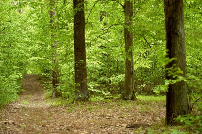 Весна у волинському лісі. ФОТО