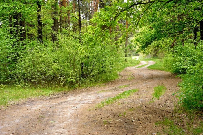 Весна у волинському лісі. ФОТО