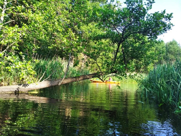 Лілії, черепахи і пригоди: як подорожують волинськими річками. ФОТО