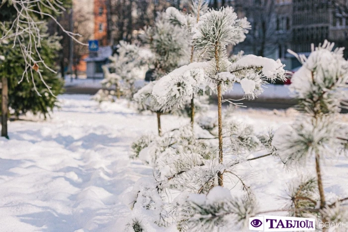 Зима в деталях: атмосферні макрознімки луцької фотографки  