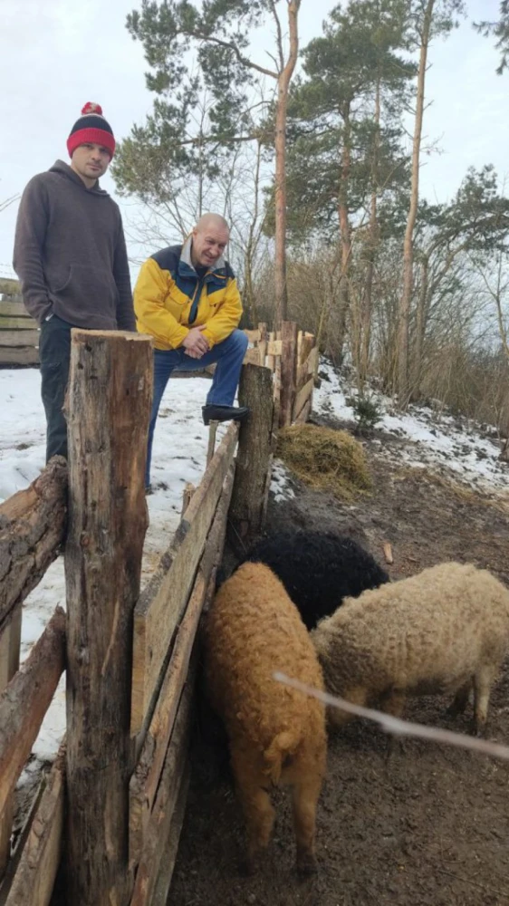 Кучеряві свинки на Волині