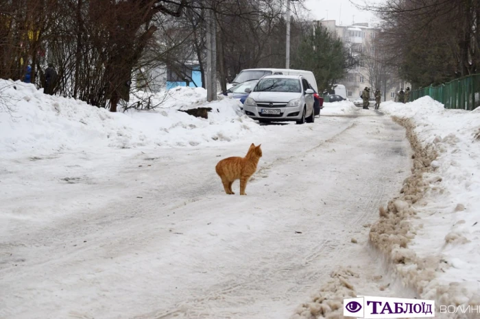 Котикам теж слизько