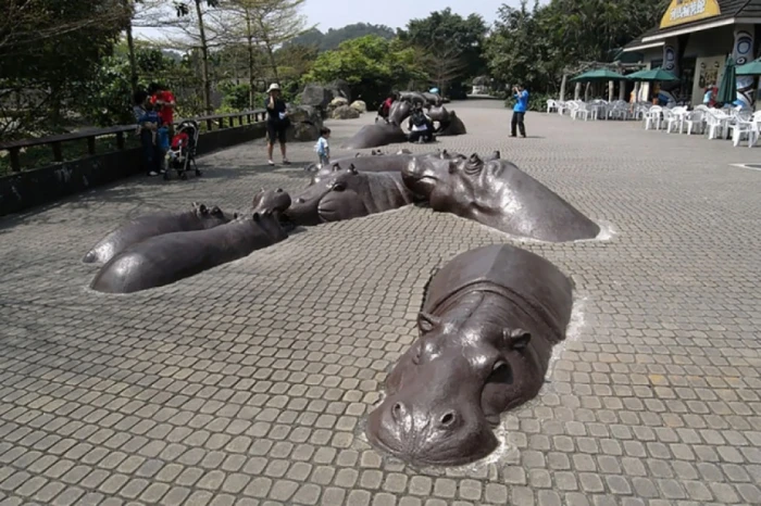Гіпопотами Тайбей, Тайвань