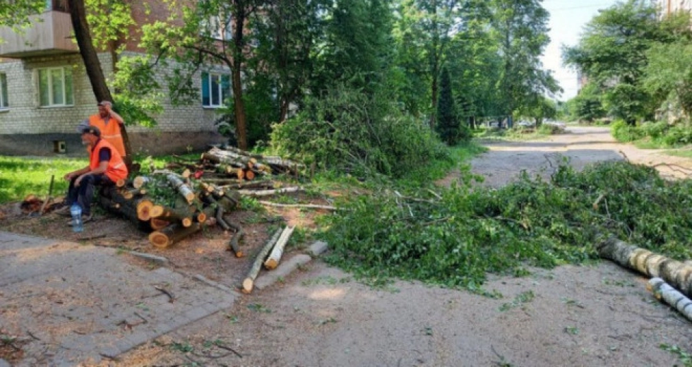 Зрізають дерева на Наливайка в Луцьку. Фото: Суспільне Луцьк