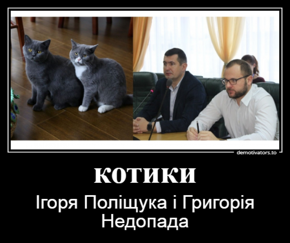 Пухнаста Луцькрада: якби коти були депутатами