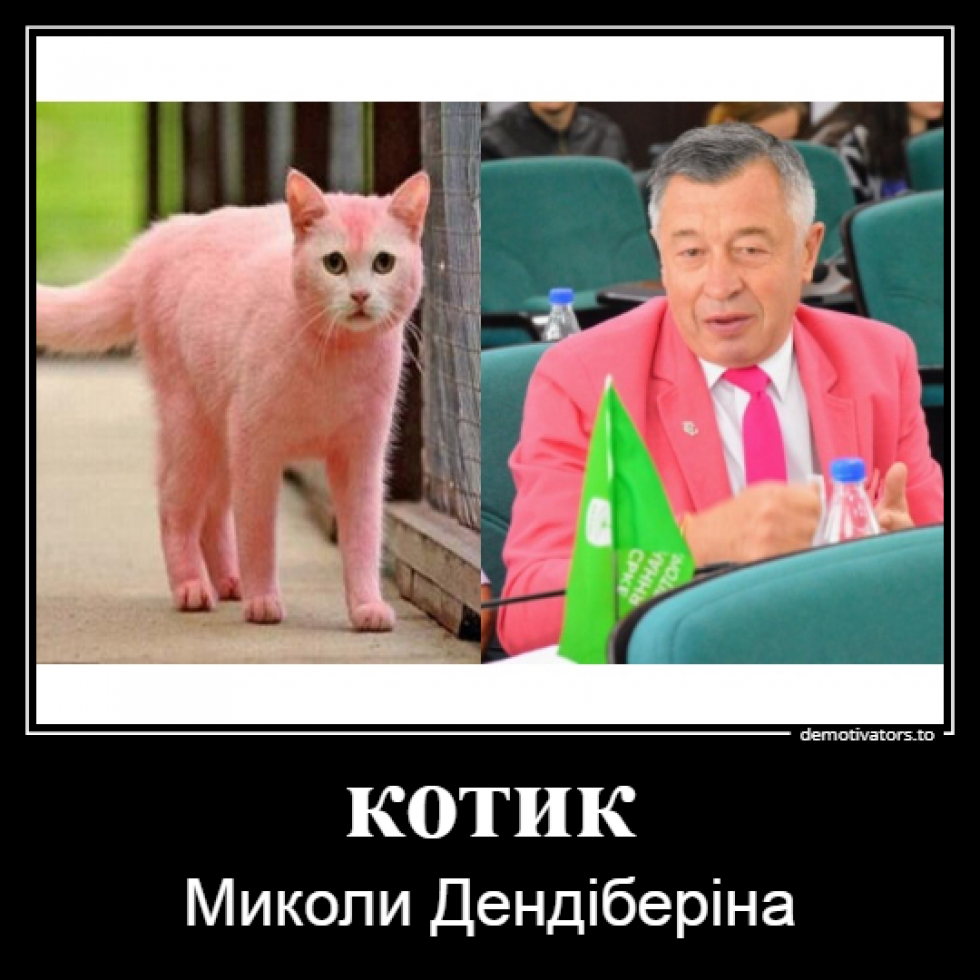 Пухнаста Луцькрада: якби коти були депутатами