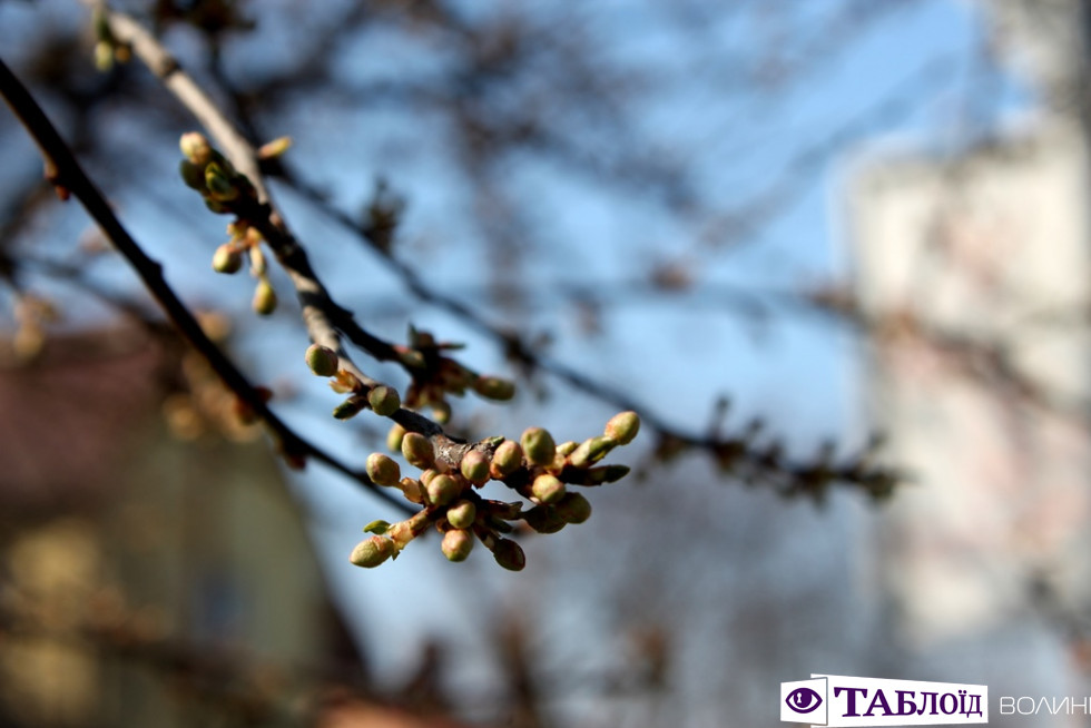 Перший цвіт і сонце: весна на луцьких вулицях. ФОТО