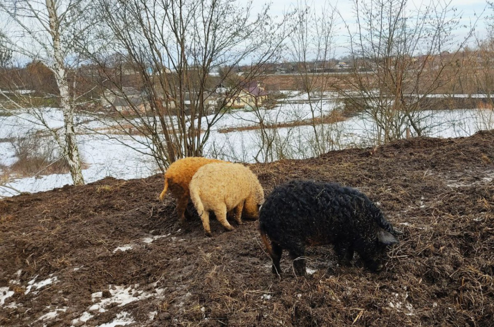 Кучеряві свинки на Волині